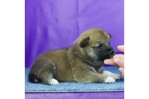 成約済の愛知県の柴犬-327759の2枚目